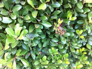 Rhaphiolepis indica 'Clara' - foliage